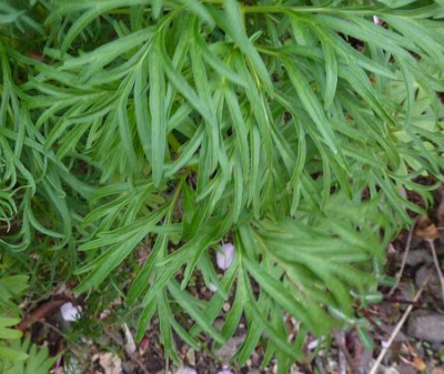 Paeonia_tenuifolia_Typ_1_fars_2010.jpg