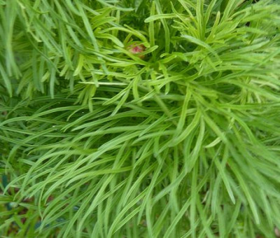 Paeonia_tenuifolia_Typ_2_fars_2010.jpg