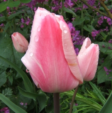 DSCF7607.JPG