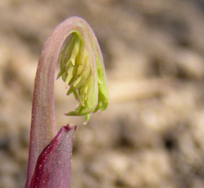 dicentra_eximia_bacchanal.jpg