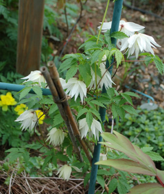 Clematis_Albina_plena_N_64196_86.jpg