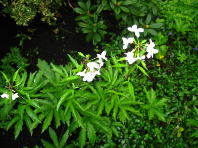 IMG_0008_1_2_1.jpg