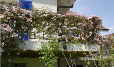 Clematis_montana_Rubens_0020__45292.jpg