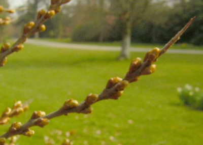 77Hippophae_K.jpg