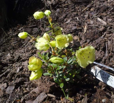 Kopie_von_050520102321R.ludlowii_HECC10050.jpg