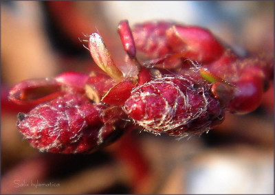 Salix_hylematica.JPG