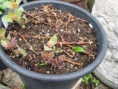 20-liter-mirabilis.jpg