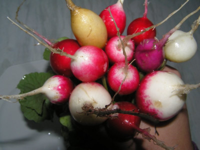 ernte050510.jpg