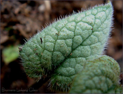 Brunnera_Looking_Glass.JPG