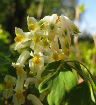 Pseudofumaria_ochroleuca_800x600.jpg