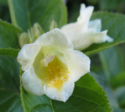 Weigelia_middendorffiana_800x600.jpg