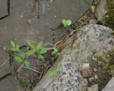 Clematis_werbinich_0010__4241.jpg