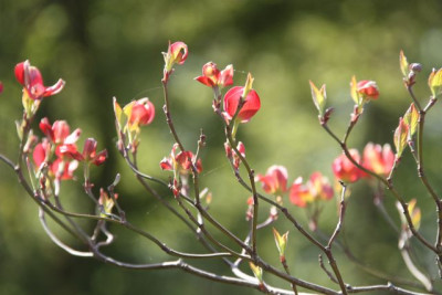 Cornus_florida_rubra.jpg