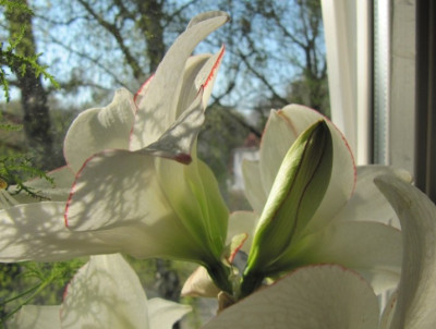 Hippeastrum_Picotee.jpg