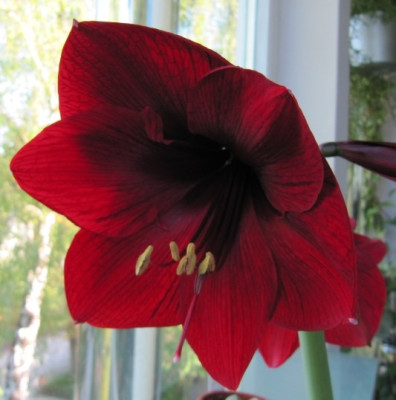Hippeastrum_Am_Cybister_Ruby_Mayer.jpg