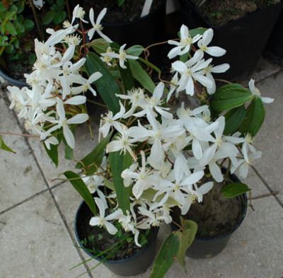 Clematis_armandii_0020_43757.jpg