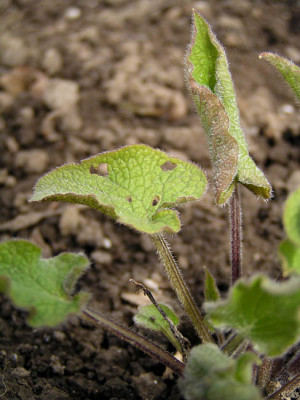 brunnera_gordano_gold.jpg