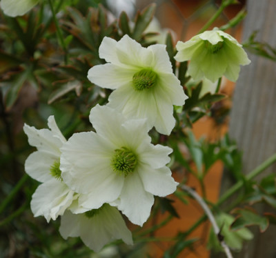 Clematis_fosteri_Early_Sensation_0020_45774.jpg