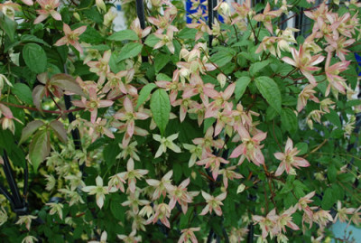 Clematis_montana_Marjorie_0020__46425.jpg