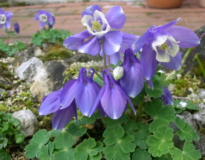 comp_Aquilegia_flabellata_05.05.10.jpg