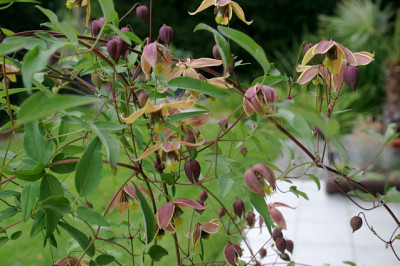 Cl.orientalis_My_Angel0207a.jpg
