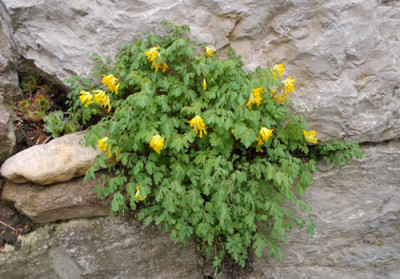 Corydalis_lutea_0010__64180.jpg