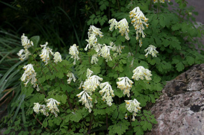 Lerchensporn0108a.jpg