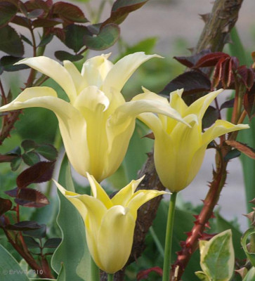 tulipa_xy_2010-04.jpg