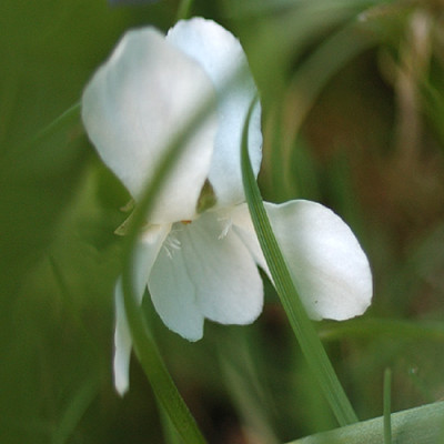 veilchen_10843.jpg