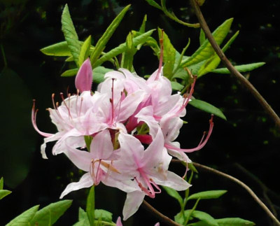 Rh_periclymenoides.jpg