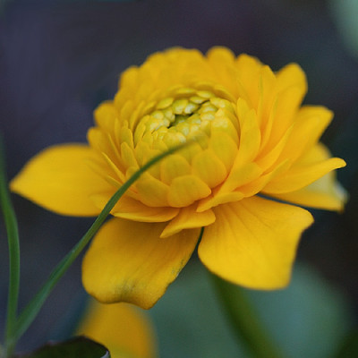 sumpfdotter_10850.jpg
