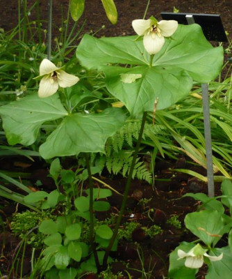 Tr_grandiflorum_Creme.jpg