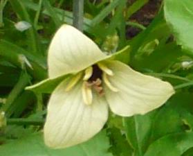 T_grandiflorum_Creme.jpg