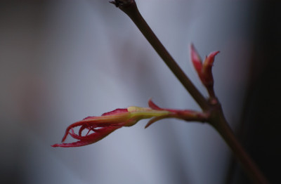 pinkdwarf_10853.jpg
