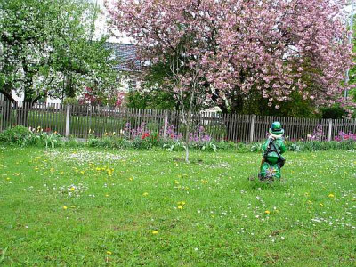 tulpenzwerg.jpg