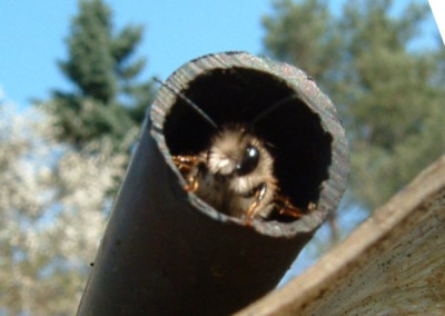 wildbienen_310305.jpg