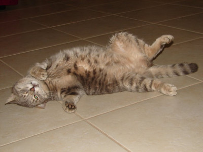 DSC00009.jpg
