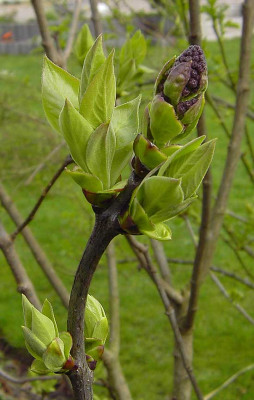 Syringa_spaeth_oder_was-1.jpg