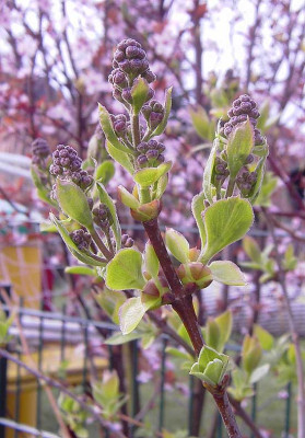 Syringa_vulgaris-1.jpg