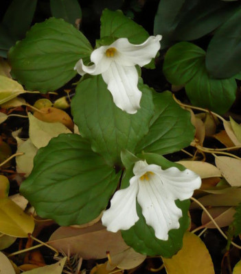 Tri_grandiflorum.jpg