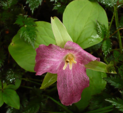 Tr_grandiflorum_rosa.jpg