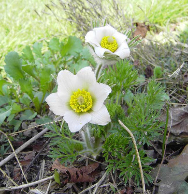Pulsatilla_weiss-3.jpg