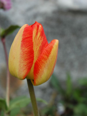 08_05_1662tulpe_unbek..jpg