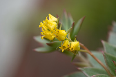 Bluete-Mai0810.jpg