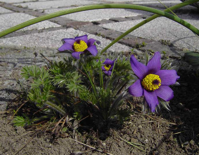 Pulsatilla_violett-1.jpg