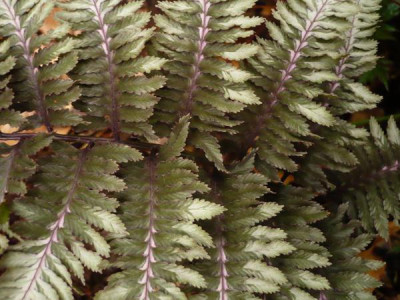Athyrium_nipponicum_Pictum.jpg