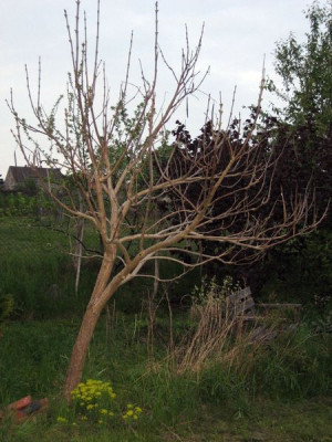 2010-05-08_Catalpa.jpg