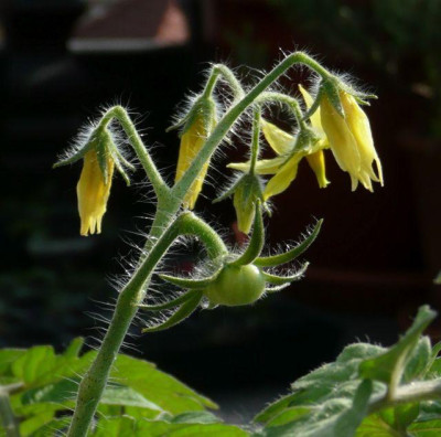 tg_100509_1.jpg
