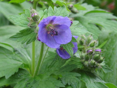 Geranium_erianthum_800x600.jpg