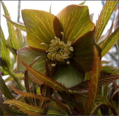 H._multifidus_ssp._multif.JPG